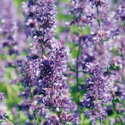 Picture of Herb Catnep Lemon (Nepeta Cataria Citriodora)